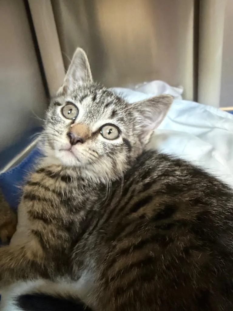 A baby medium-sized male Domestic Short Hair cat named Sprinkle for adoption in Pomona, NY