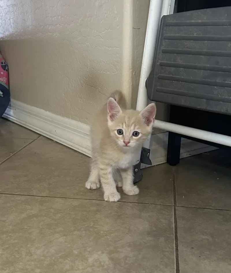 A baby small-sized male Orange / Red Domestic Short Hair cat named Little Orange Amor for adoption in Chandler, AZ