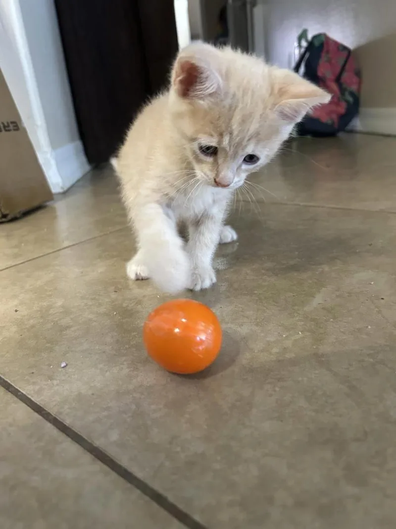 Little Orange Amor thumbnail 2
