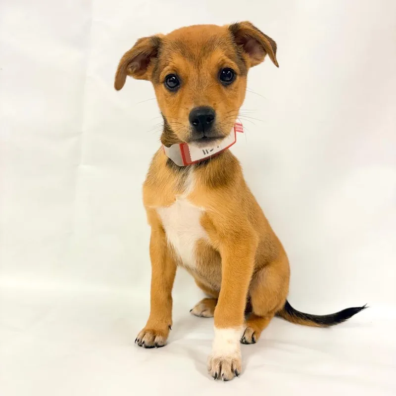 A baby small-sized male Australian Shepherd dog named Cornbread for adoption in Parker, CO