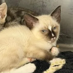 A baby small-sized male Domestic Short Hair cat named Raven for adoption in Cumming, GA
