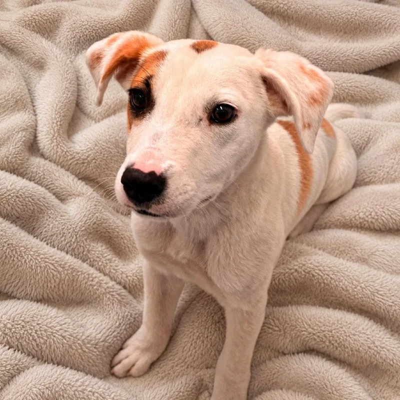 A young small-sized male White / Cream Hound dog named Cason for adoption in Quakertown, PA