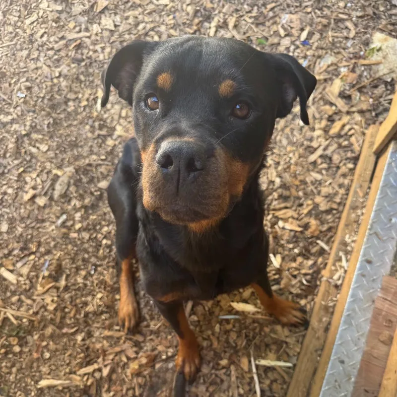 An adult large-sized female Rottweiler dog named Java for adoption in Duck River, TN