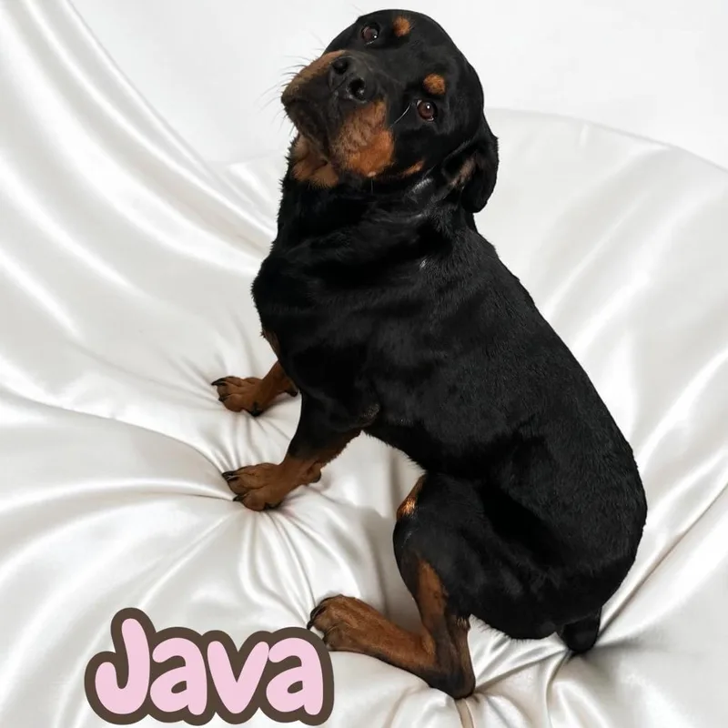 Java thumbnail 3