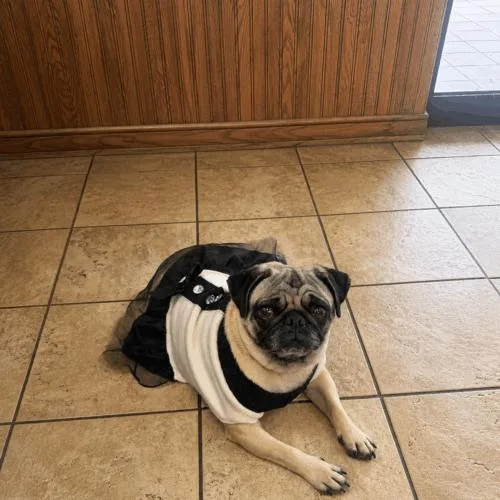 An adult small-sized female Yellow / Tan / Blond / Fawn Pug dog named Fergie for adoption in Seattle, WA