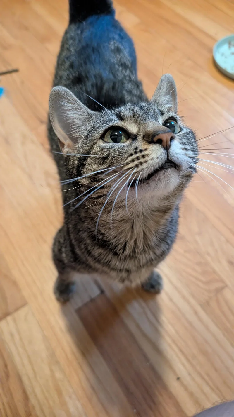 An adult medium-sized female Domestic Short Hair cat named Tigress for adoption in Wheaton, IL