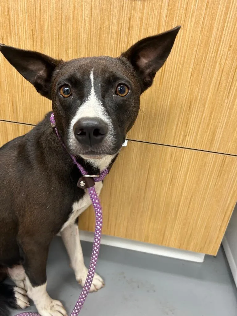 A young medium-sized male Terrier dog named Nick Cannon for adoption in Hartsville, SC