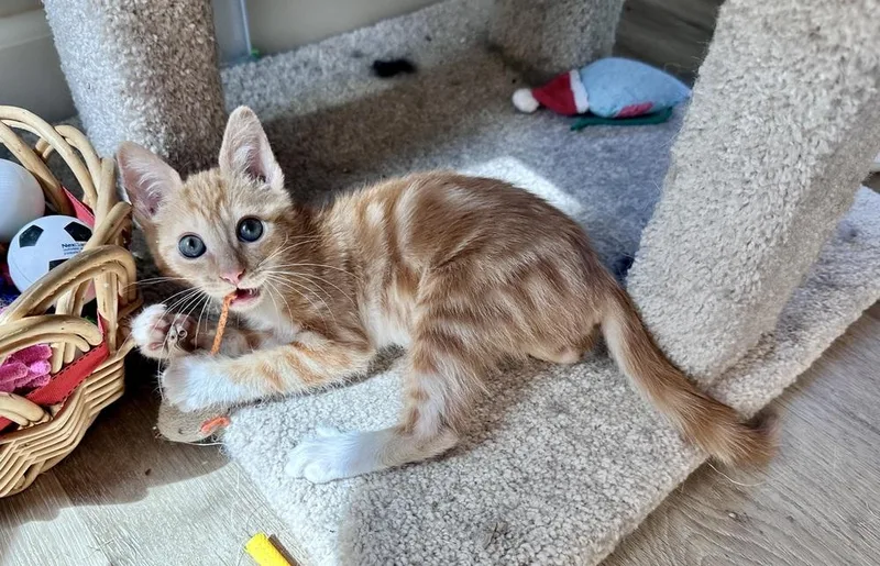 A baby small-sized female Orange & White Domestic Short Hair cat named Dessa for adoption in Wellington, FL