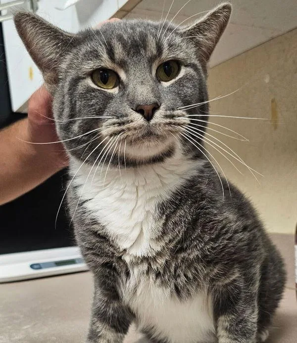 An adult small-sized male Domestic Short Hair cat named Niles for adoption in Salisbury, MD