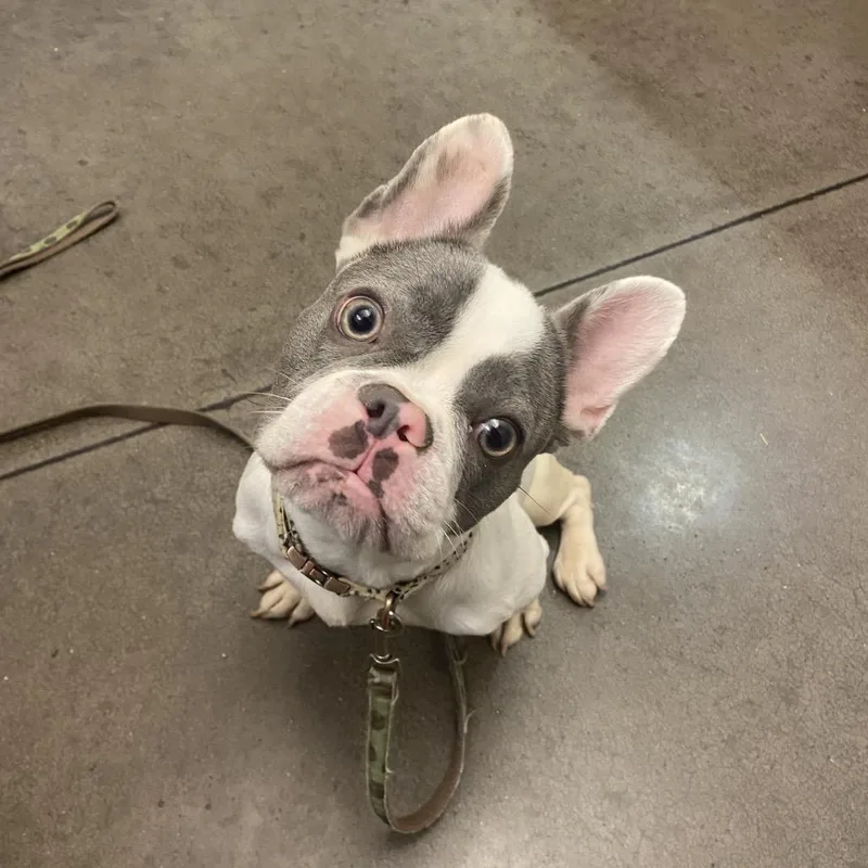 An adult small-sized female White / Cream English Bulldog dog named Eloise for adoption in Chattanooga, TN
