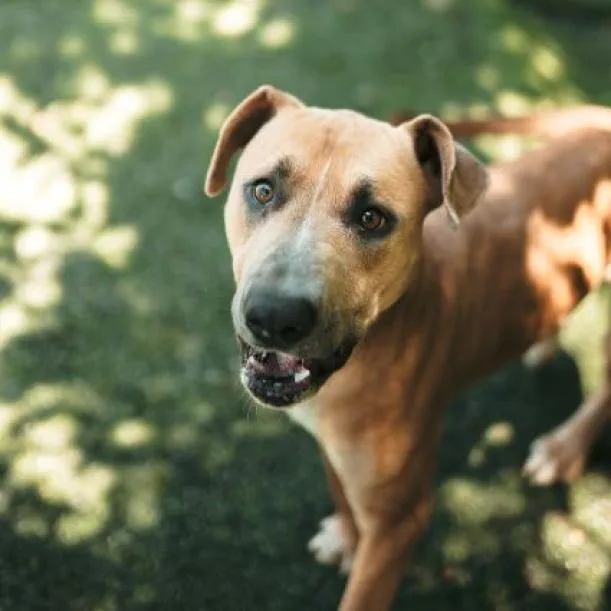 An adult large-sized male Brown / Chocolate Doberman Pinscher dog named Horton for adoption in Hartsville , TN