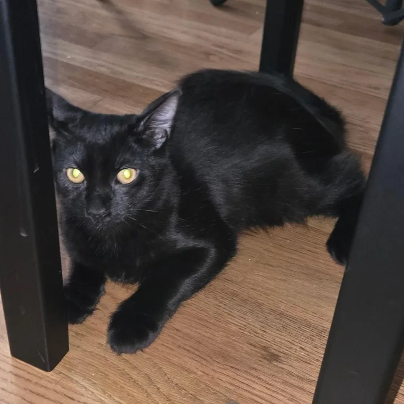 A baby medium-sized male Black Domestic Short Hair cat named Stove and Microwave for adoption in Washington, PA