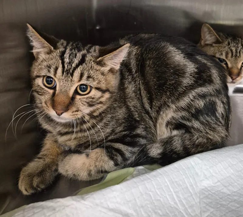 A baby medium-sized male Domestic Short Hair cat named Bane for adoption in Christiansburg, VA