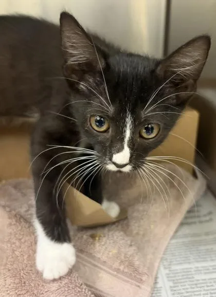 A baby small-sized female Domestic Short Hair cat named Cinco for adoption in West Chester, PA