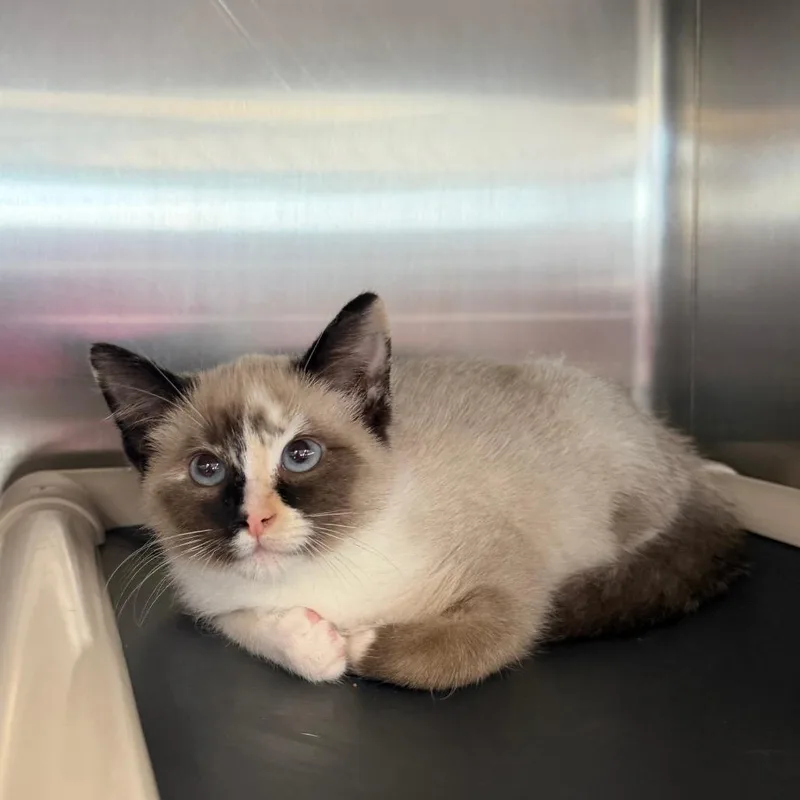 A baby small-sized female Flame Point Domestic Short Hair cat named Fern for adoption in Spanish Fork, UT