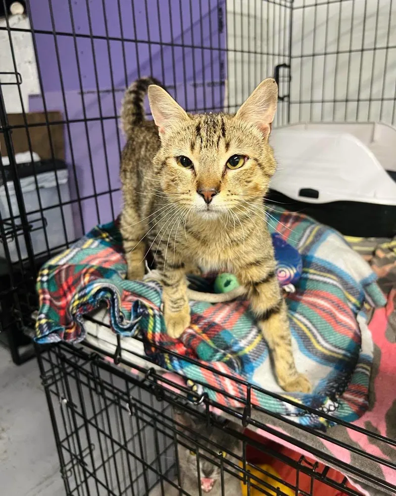 A young medium-sized male Tabby cat named Lionel for adoption in Altoona, PA