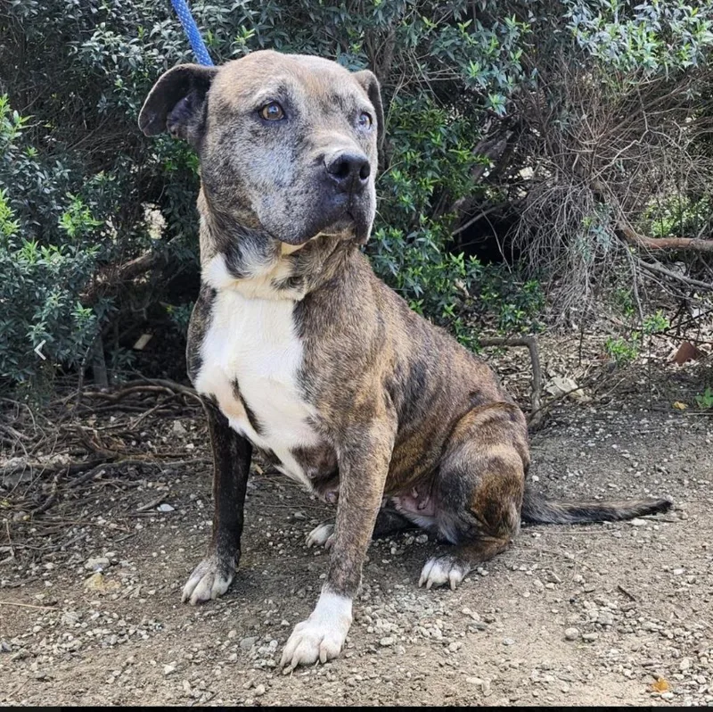 An adult large-sized female Pit Bull Terrier dog named Hermione for adoption in Tehachapi, CA