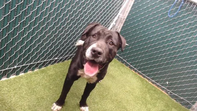 A young medium-sized male German Shepherd Dog dog named Ace for adoption in Downey, CA