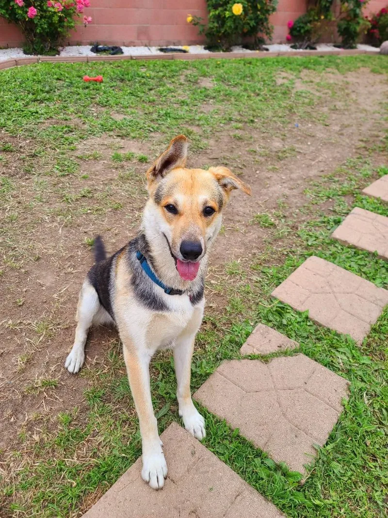 Let's Go  Tango!! thumbnail 5