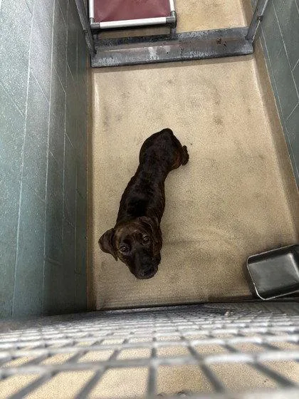 An adult large-sized female Pit Bull Terrier dog named Lynn for adoption in Oakland, CA