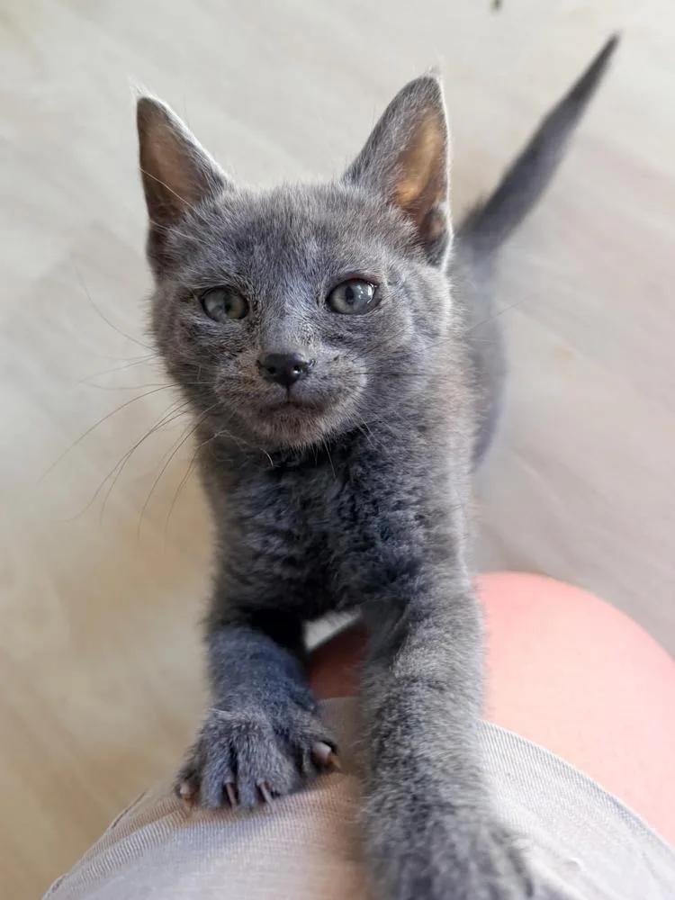 A baby small-sized female Gray / Blue / Silver Domestic Short Hair cat named Quinoa for adoption in Seven Valleys, PA