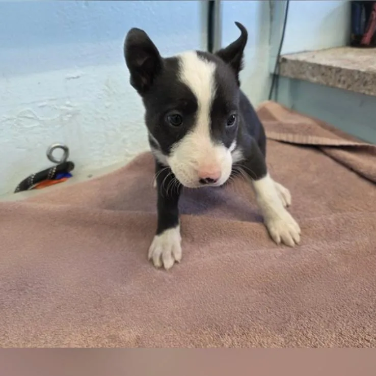 A baby small-sized female Black Pit Bull Terrier dog named Tasha A for adoption in Mission Hills, CA