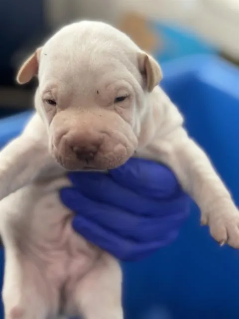 A baby medium-sized female Mixed Breed dog named Snow for adoption in Dallas, TX