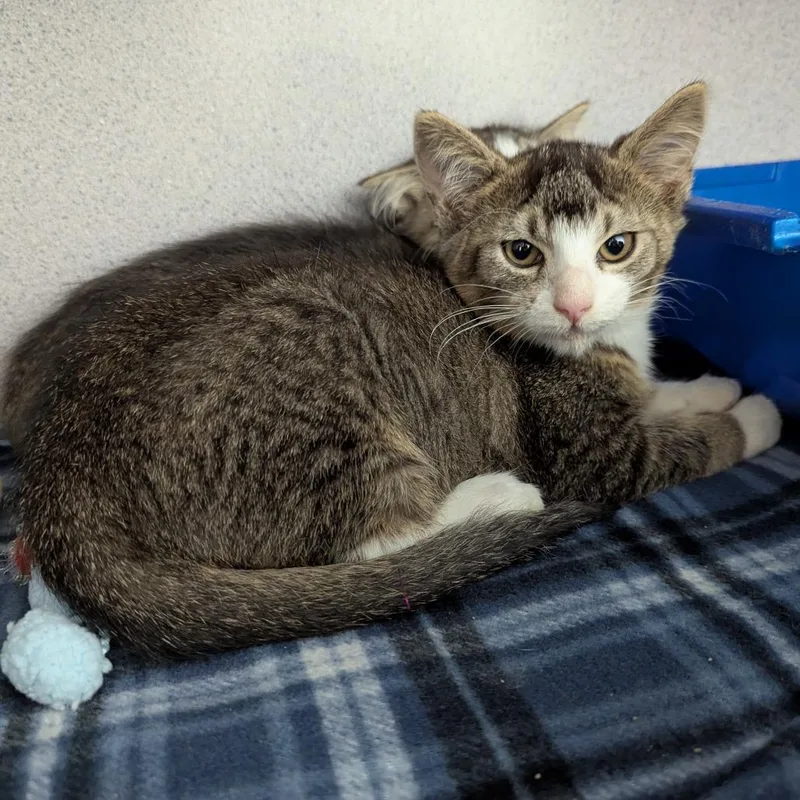 A baby small-sized male Brown / Chocolate Domestic Short Hair cat named Dogwood for adoption in Evansville, IN