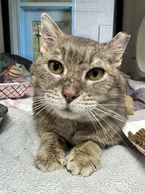 An adult small-sized male Domestic Short Hair cat named Alfred for adoption in San Jose, CA