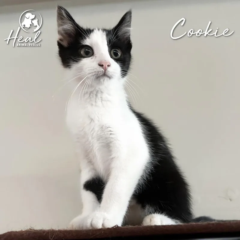 A baby small-sized female Black Domestic Short Hair cat named Cookie for adoption in Youngwood, PA