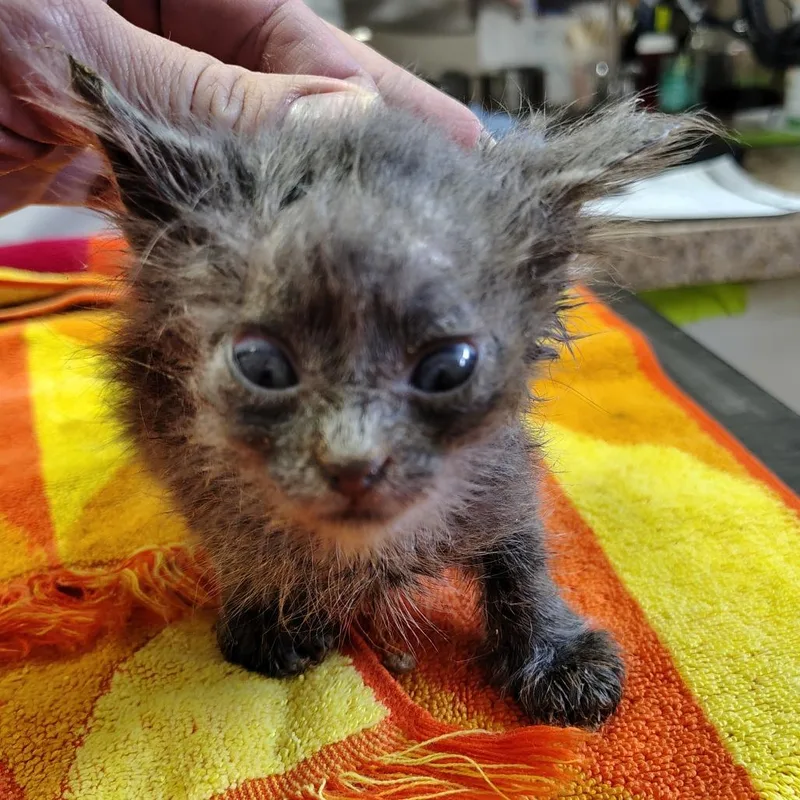 A baby small-sized male Gray / Blue / Silver Domestic Short Hair cat named Draco for adoption in Coos Bay, OR