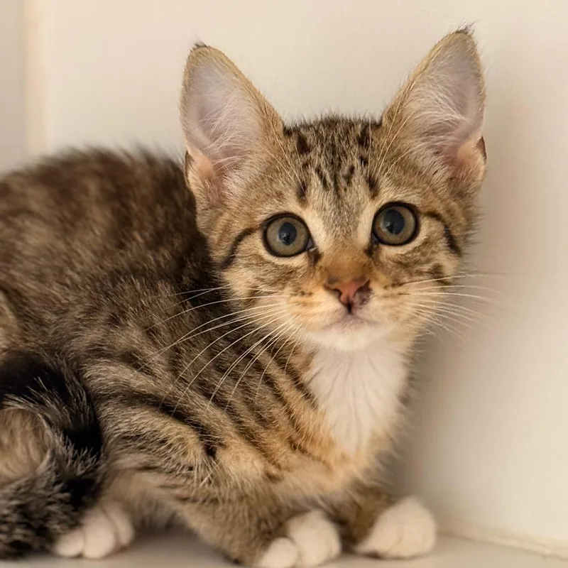 A baby small-sized female Domestic Short Hair cat named Soleil for adoption in Cumming, GA