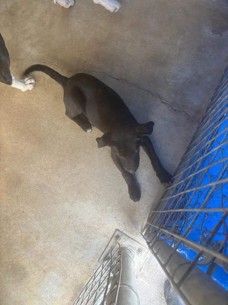 A baby large-sized male Labrador Retriever dog named Cedar for adoption in Brownwood, TX
