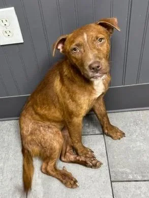A baby medium-sized female Mixed Breed dog named Lucy for adoption in Brookhaven, MS