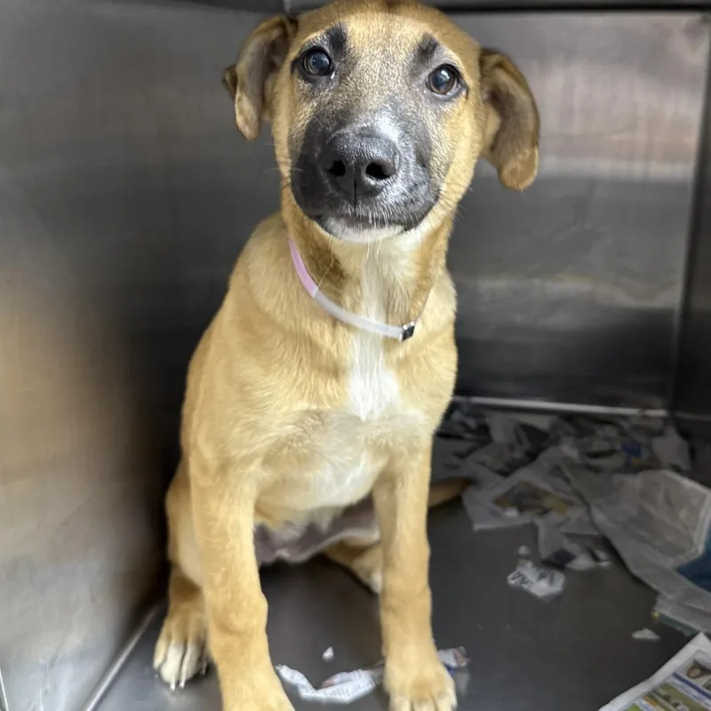 A baby small-sized female Yellow / Tan / Blond / Fawn Anatolian Shepherd dog named Kilometer for adoption in Hattiesburg, MS