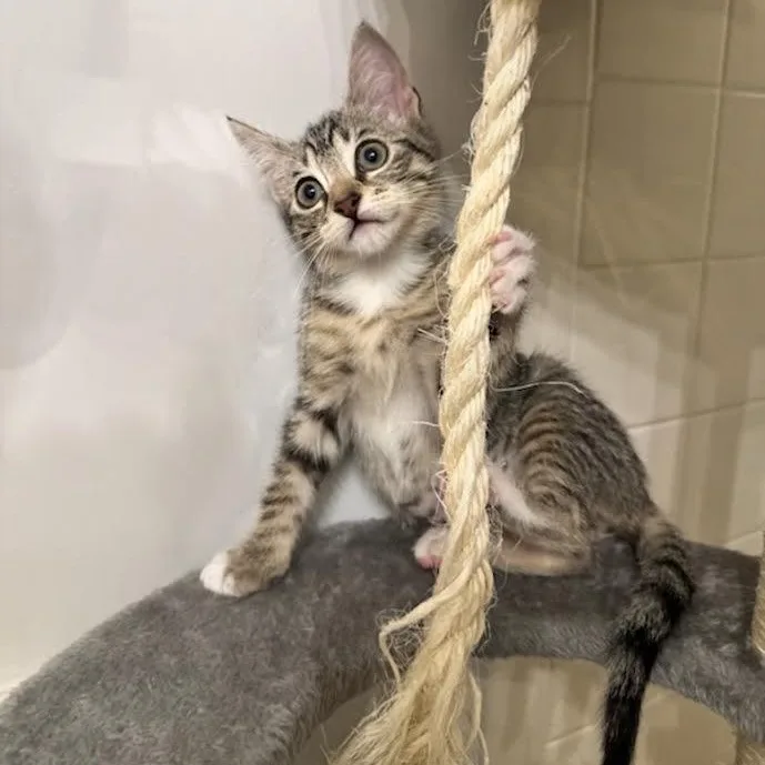 A baby small-sized female Tabby (Brown / Chocolate) Tabby cat named Suki for adoption in Miami, FL
