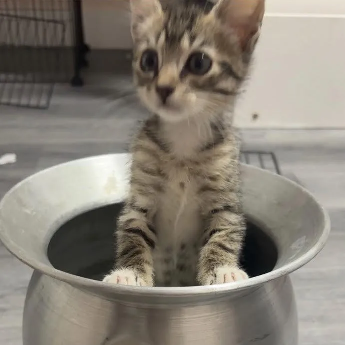 Suki thumbnail 3