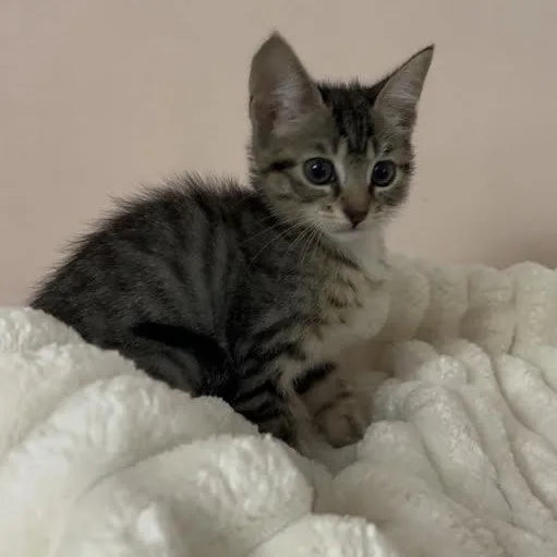 Suki thumbnail 4