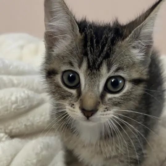 Suki thumbnail 6