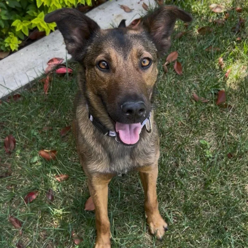 A young medium-sized female Brown / Chocolate German Shepherd Dog dog named Paige for adoption in DAVIS, CA
