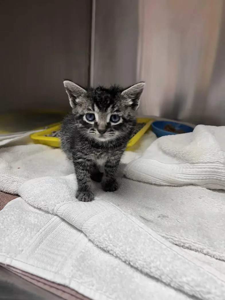 A baby medium-sized female Tabby (Gray / Blue / Silver) Domestic Short Hair cat named Snappea for adoption in Greensboro, NC