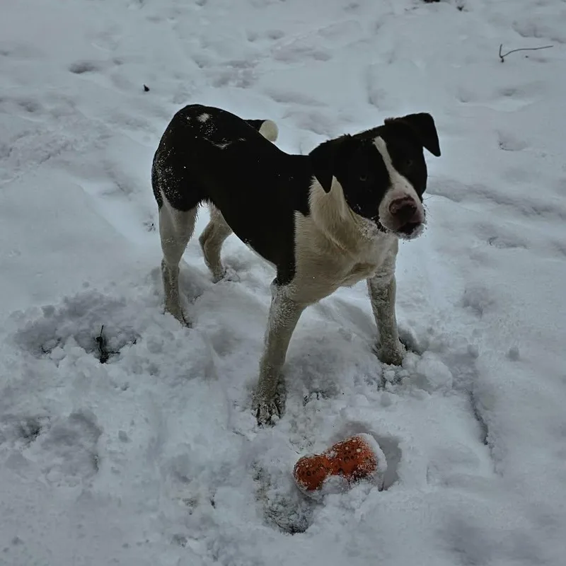 Potato $ thumbnail 2