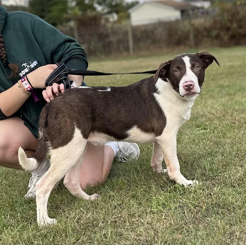 Potato $ thumbnail 3