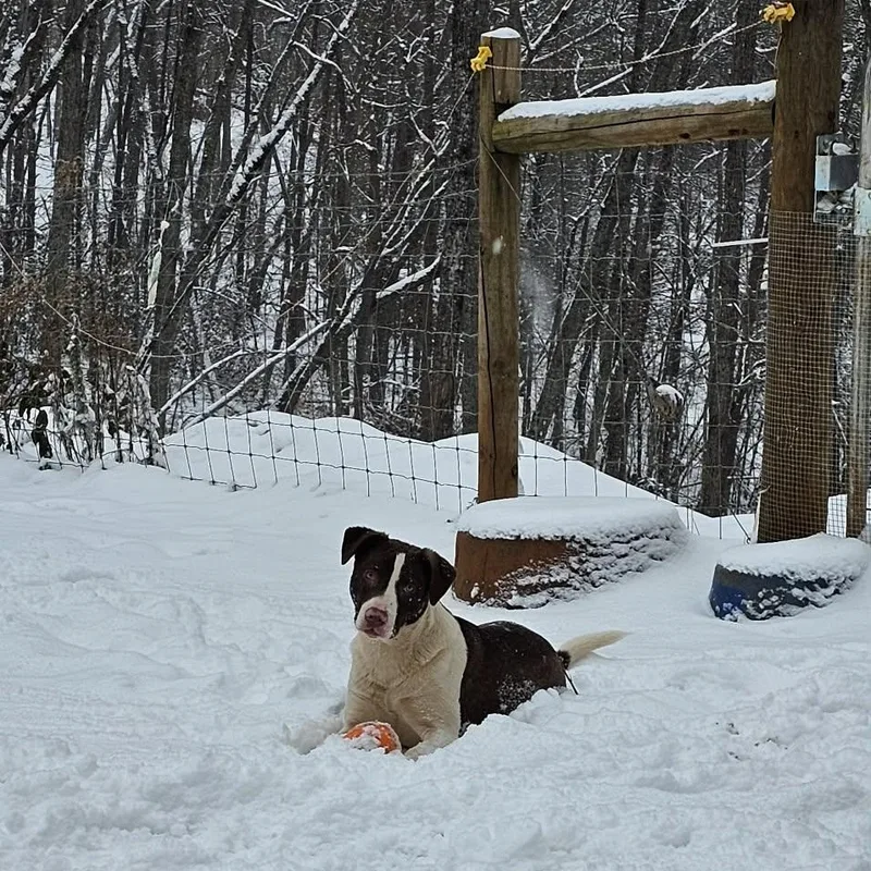 Potato $ thumbnail 4