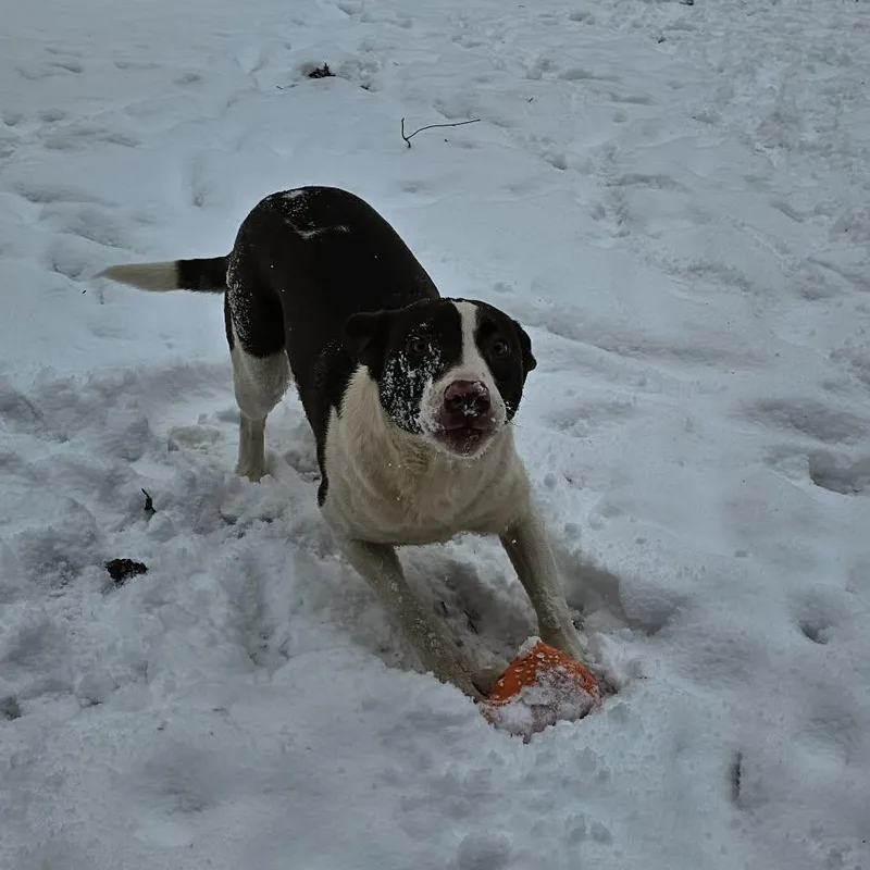 Potato $ thumbnail 5