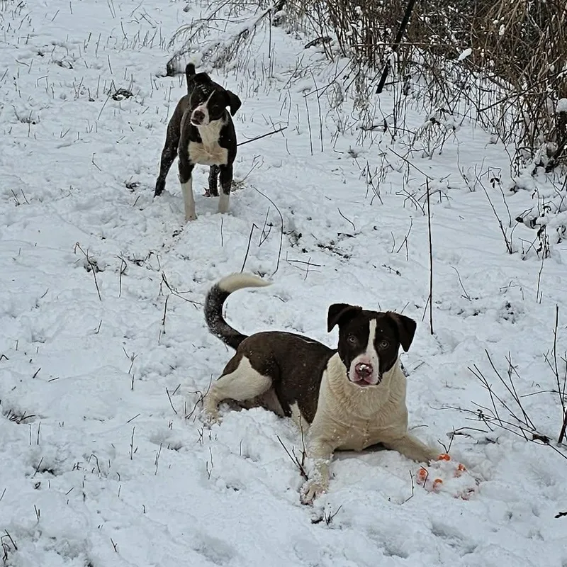 Potato $ thumbnail 6