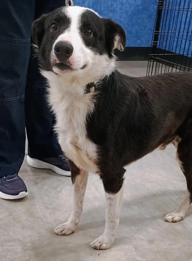 An adult medium-sized male Black Border Collie dog named Tippy for adoption in Millville, UT