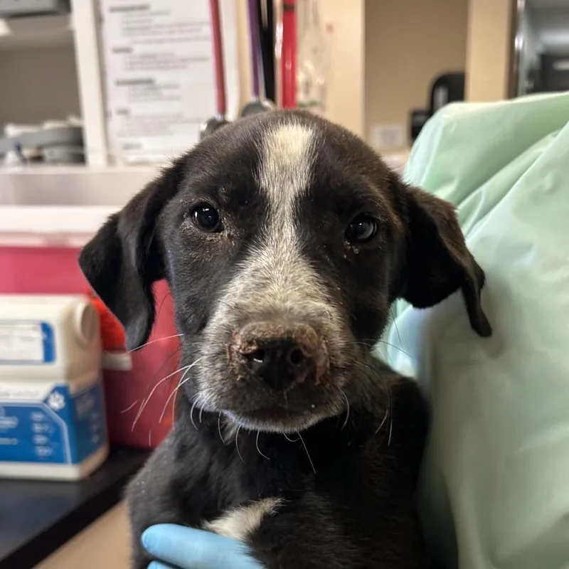 A baby small-sized female Black Mixed Breed dog named Welch's for adoption in Flagstaff, AZ