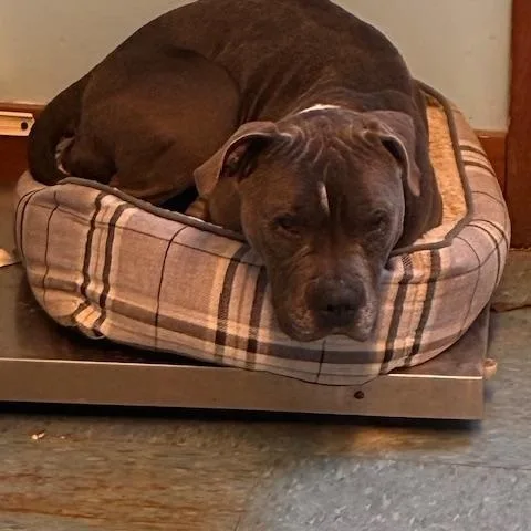 An adult medium-sized female Gray / Blue / Silver Pit Bull Terrier dog named Didi for adoption in Turners Falls, MA