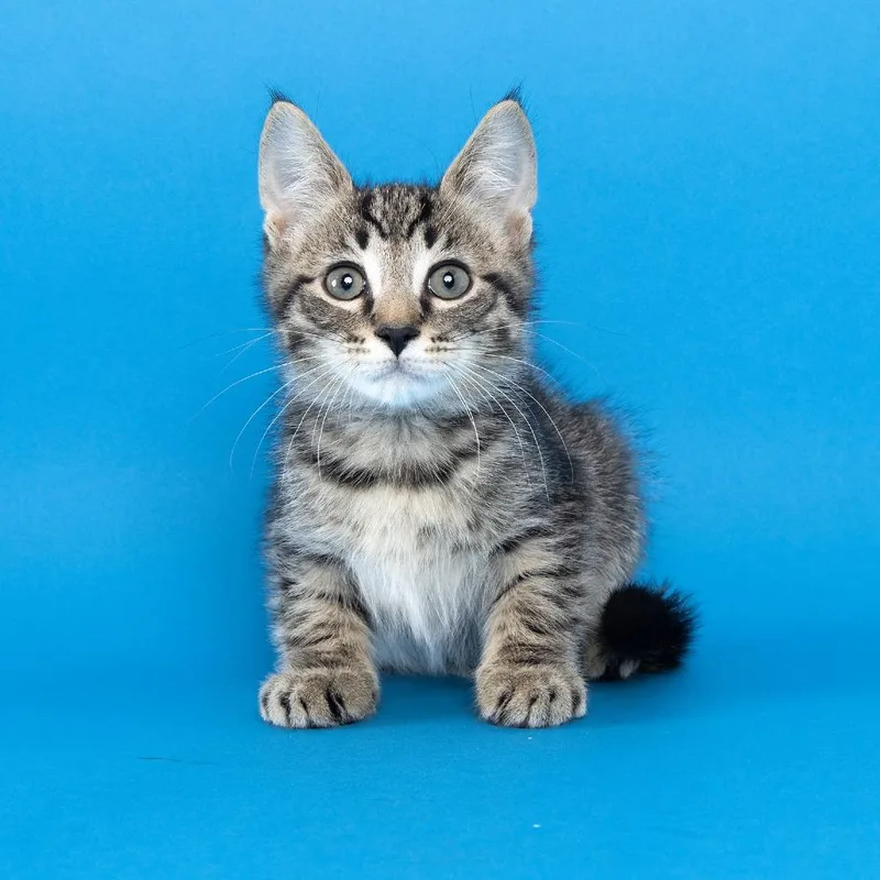 A baby small-sized male Brown / Chocolate Domestic Short Hair cat named Corndog for adoption in Franklin, TN